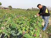 莫拉克10年了　當年風雨撤離家園如今回鄉種下希望