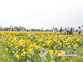 彩色海芋　串起桃園愛情產業鏈