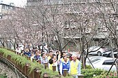 土城「希望之河」櫻花開　侯友宜變身導遊帶路賞花