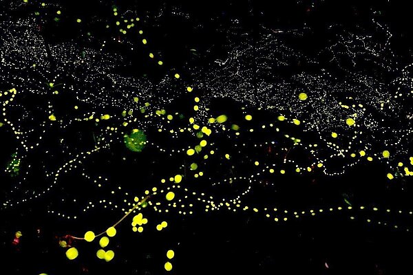 今年「綠色流星雨」螢火蟲提早報到，在宜蘭小礁溪的水邊草叢發出閃閃綠光，漂亮極了。圖／林松柏提供