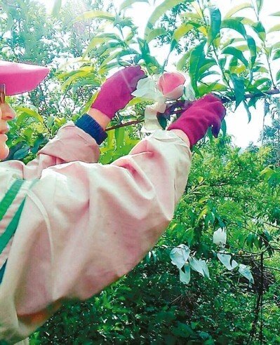 今年因暖冬缺水，高雄那瑪夏出產的水蜜桃減產約5成，預計成為搶手貨。 圖／果農徐出世提供