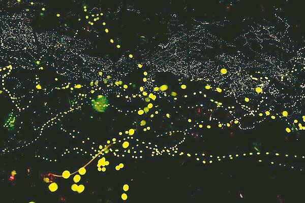 今年「綠色流星雨」螢火蟲提早報到,在宜蘭小礁溪的水邊草叢發出閃閃綠光,漂亮極了。 圖/林松柏提供