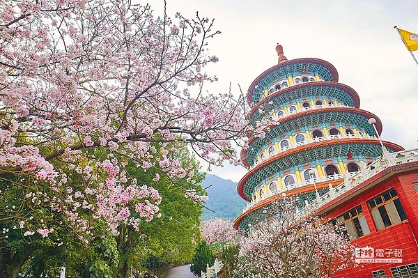 淡水天元宮吉野櫻花期延後,市府加派接駁車,紓緩交通。(葉德正翻攝)
