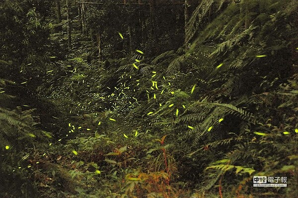 奧萬大天然環境佳,螢火蟲種類多,4月中旬起將漸入賞螢熱季。(南投林管處提供)