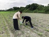 六輕氣爆　雲縣府採農田土壤送化驗