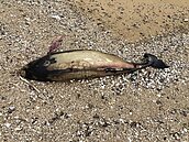 全球僅剩千隻「微笑天使」　馬祖今見今年第8隻豚屍