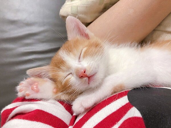 三重的寵物中途餐廳米可思四月加入認養小棧，希望給浪貓更多被領養的機會。 圖／新北市動保處提供