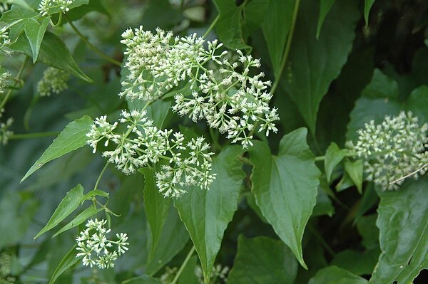 小花蔓澤蘭的開花時節是冬天,是紫斑蝶冬天南遷時的重要蜜源植物。記者徐白櫻/翻攝