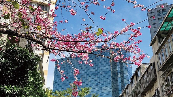 永慶房屋經紀人有「彈性工作八小時」排班制度，能避開賞花人潮，獨享櫻花美景。（圖／永慶房屋提供）