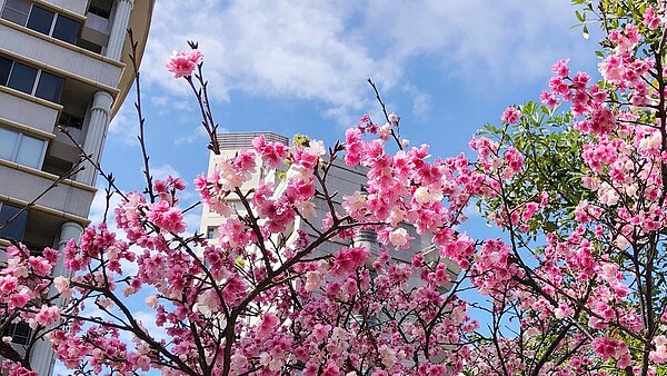 永慶房屋員工在信義區松仁路拍下櫻花美照。（圖／永慶房屋提供）