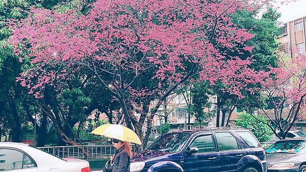 永慶房屋發起賞花秘境徵件活動，超過百間店響應，PO出上百張櫻花照片，其中以文山、北投的社區櫻花最吸睛。（圖／永慶房屋提供）