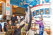 全台第一鮪　蘇澳拔頭籌147萬元拍出