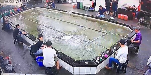 今天下午1時01分在花蓮縣秀林鄉發生芮氏規模6.1地震，最大震度在花蓮銅門甚至達7級，全台有感，彰化縣和美鎮一家龍蝦場的池水劇烈搖晃，釣客說龍蝦可能都被震暈，都跑出來，變得容易釣，也成為意外收獲。圖／翻攝