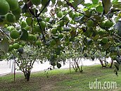 老被「偷接」種植　農民花錢技轉卻變傻瓜