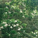 桐花開了！新北開鑼　8處可賞花