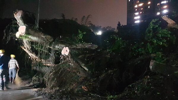 基隆晩間百年老樹傾倒壓毁電纜線,造成停電。圖/立委蔡適應服務處提供