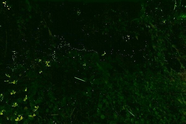 網友在新店屈尺拍下的螢火蟲。(網友王彥清提供)