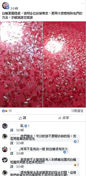 白蟻肆虐的季節到了,民眾要注意白蟻長期寄生於木製家具內會破壞結構,造成危害。(圖/擷取自白蟻(大水蟻)交流社團)