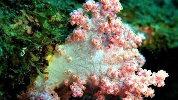 台灣大學海洋研究所教授戴昌鳳以2年時間完成墾丁國家公園海域軟珊瑚總調查，又發現7新種，圖為新命名的恆春骨穗軟珊瑚。 圖／墾管處提供
