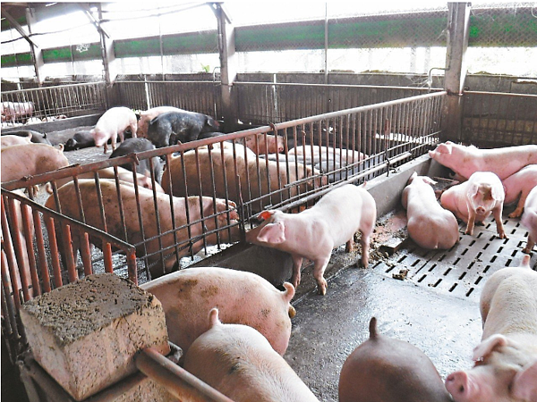 桃園市府輔導361場廚餘養豬戶轉型,至今仍有33場未配合轉型,農業局將先開罰其中10場違規、也無力配合的養豬戶。圖/桃園市農業局提供