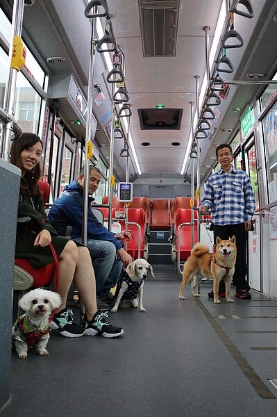 4月27日狗小孩公益路跑活動當天,行經活動地點的243、綠2右兩線公車3個班次做為「寵物公車」,飼主為毛小孩繫上牽繩就能上車。圖/新北市交通局提供