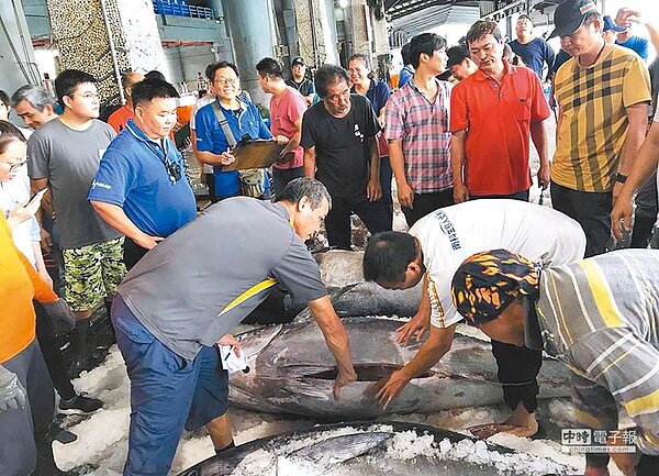成功鎮漁民一口氣捕獲4條黑鮪魚,進港拍賣時,買家觸摸魚腹,感覺油脂是否豐厚。(鄭國正提供)