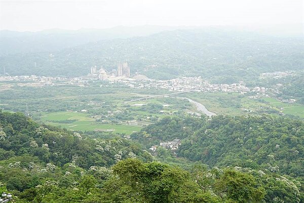 橫山鄉油桐花盛開。（徐養齡攝）