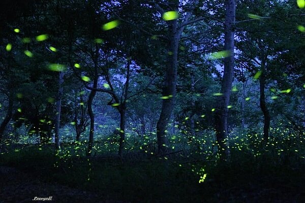 山美祕境的藍幕時刻拍下螢火蟲美景。圖/莊信然提供