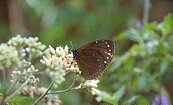 台灣紫斑蝶過境八卦山　保育生態新嬌點