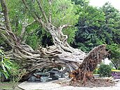 大雷雨轟一聲　彰化百歲老樹連根拔