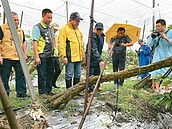 屏東今年農損申請已7次　無瓜採價飆漲　