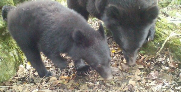 林務局上月底獲報後，在台30線架設自動相機，拍下母子熊在山區覓食的照片。圖／花蓮林管處提供