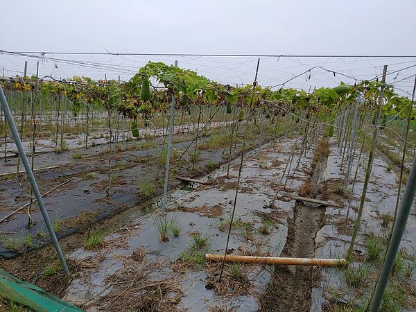 0812豪雨，台南市多種農作物受損，農委會新增將絲瓜列現金救助申請，農民可於明（26）日起至9月4日（假日正常受理），向受災地區公所提出申請。圖╱台南市政府農業局提供