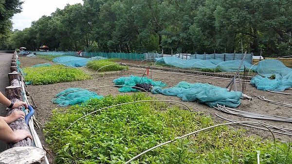 原土地民眾占用,作為農作施肥,造成環境汙染。新北市城鄉發展局資料照