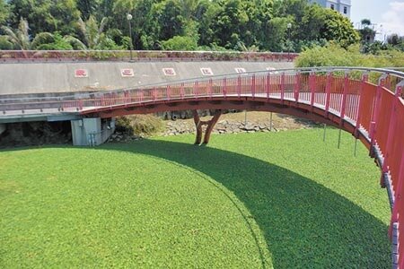 苗栗縣後龍鎮北勢溪親水廊道近期遭水芙蓉攻占,一片綠油油的景象宛如「水上草原」。(巫靜婷攝)