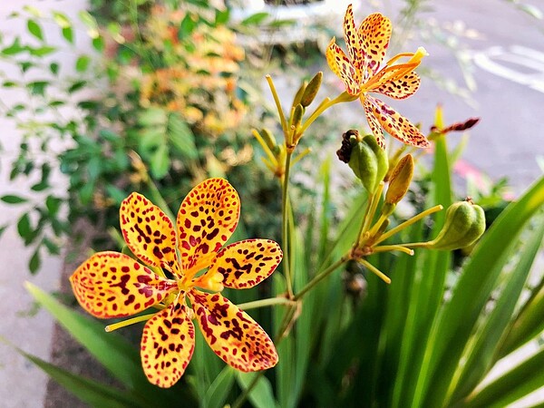 射干,擁有如豹紋斑點的花朵,又因為形似蝴蝶,所以又有紅蝴蝶花、蝴蝶蘭之稱;台北市工務局表示,目前國父紀念館及台北植物園有零星栽種。圖/台北市工務局提供