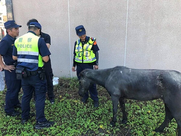 經警方協尋，已找回走失的兩匹馬