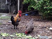 上海H7N9禽流感　新增2人感染、1人死亡