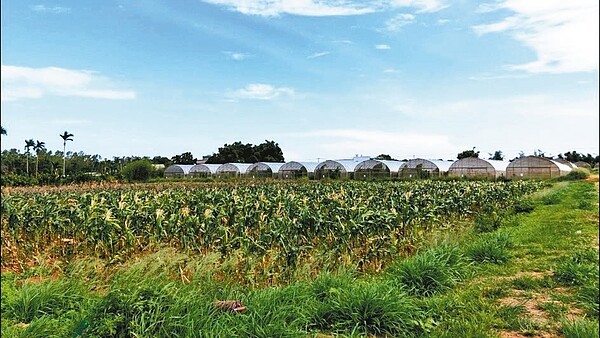 台中市前市府團隊在外埔區設立有機集團栽培園區,審計處批評營運成效差,農業局形容百廢待舉,將重新整頓。 圖/台中市農業局提供