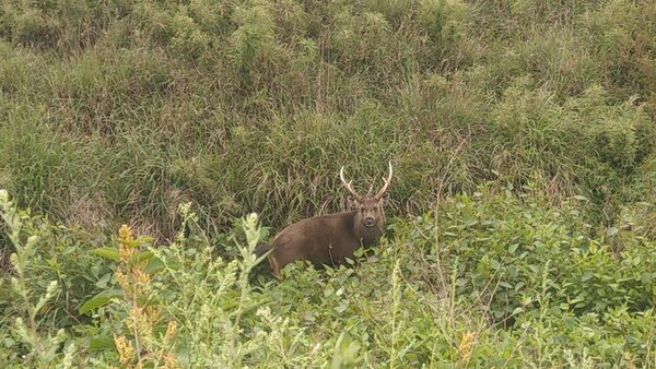 太魯閣國家公園管理處人員，上月巡查時，在奇萊山登山口附近巧遇水鹿。圖／太管處提供