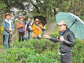 客家桐花季　土城百年茶園先暖身