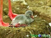 大紅鶴寶寶學游泳　Q萌模樣超可愛