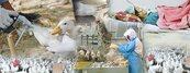 候鳥散播H7N9　台灣9月拉警報