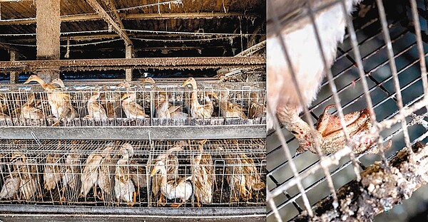 部分業者將2到3隻鴨子塞在約A4大小的籠內飼養,導致鴨子腳蹼乾裂出血。圖/台灣動物社會研究會提供