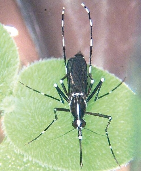 白線斑蚊是傳播登革熱的病媒蚊。 圖/疾管署提供