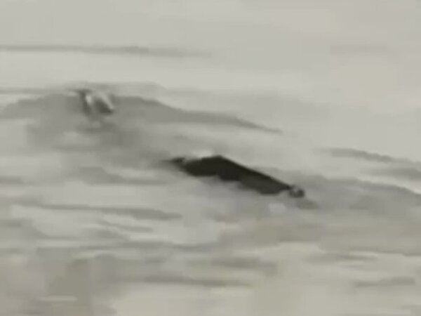 湖北宜昌市一名網友日前在三峽大壩壩區，拍到一隻身形瘦長的神秘生物在水中載浮載沉。圖：取自星島日報網站