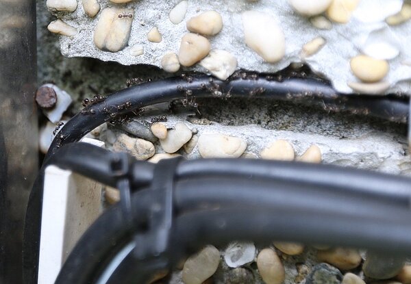 近幾月因氣候高溫多雨,新竹市位於山區的高峰里屢傳遭「疣胸琉璃蟻」入侵。圖/新竹市環保局提供