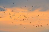 白鷺鷥群飛遮日壯觀奇景　恆春龍鑾潭秋季限定上演