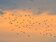 白鷺鷥群飛遮日壯觀奇景　恆春龍鑾潭秋季限定上演