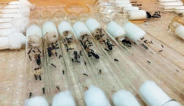 張男引進外來種螞蟻，專家憂心恐衝擊台灣生態。（保七總隊提供／林和生屏東傳真）